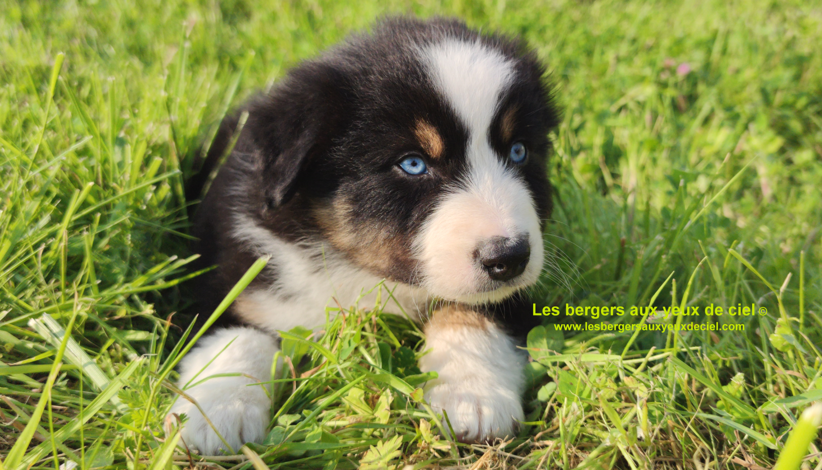 Rimbaud des bergers aux yeux de ciel, chiot berger australien noir tricolore aux yeux bleus