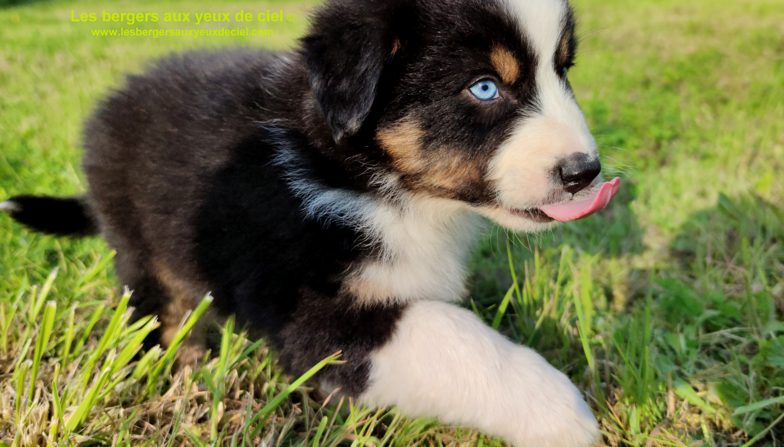 Rimbaud des bergers aux yeux de ciel, chiot berger australien noir tricolore aux yeux bleus