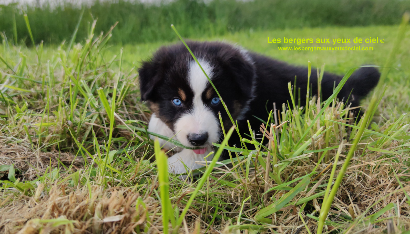 Rimbaud des bergers aux yeux de ciel, chiot berger australien noir tricolore aux yeux bleus
