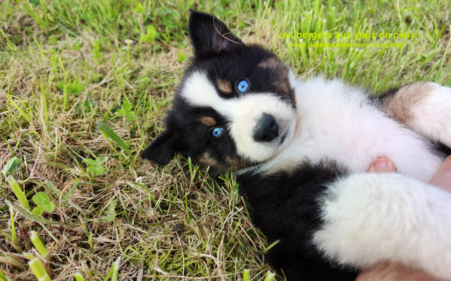 Rimbaud des bergers aux yeux de ciel, chiot berger australien noir tricolore aux yeux bleus