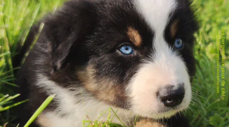 Rimbaud des bergers aux yeux de ciel, chiot berger australien noir tricolore aux yeux bleus