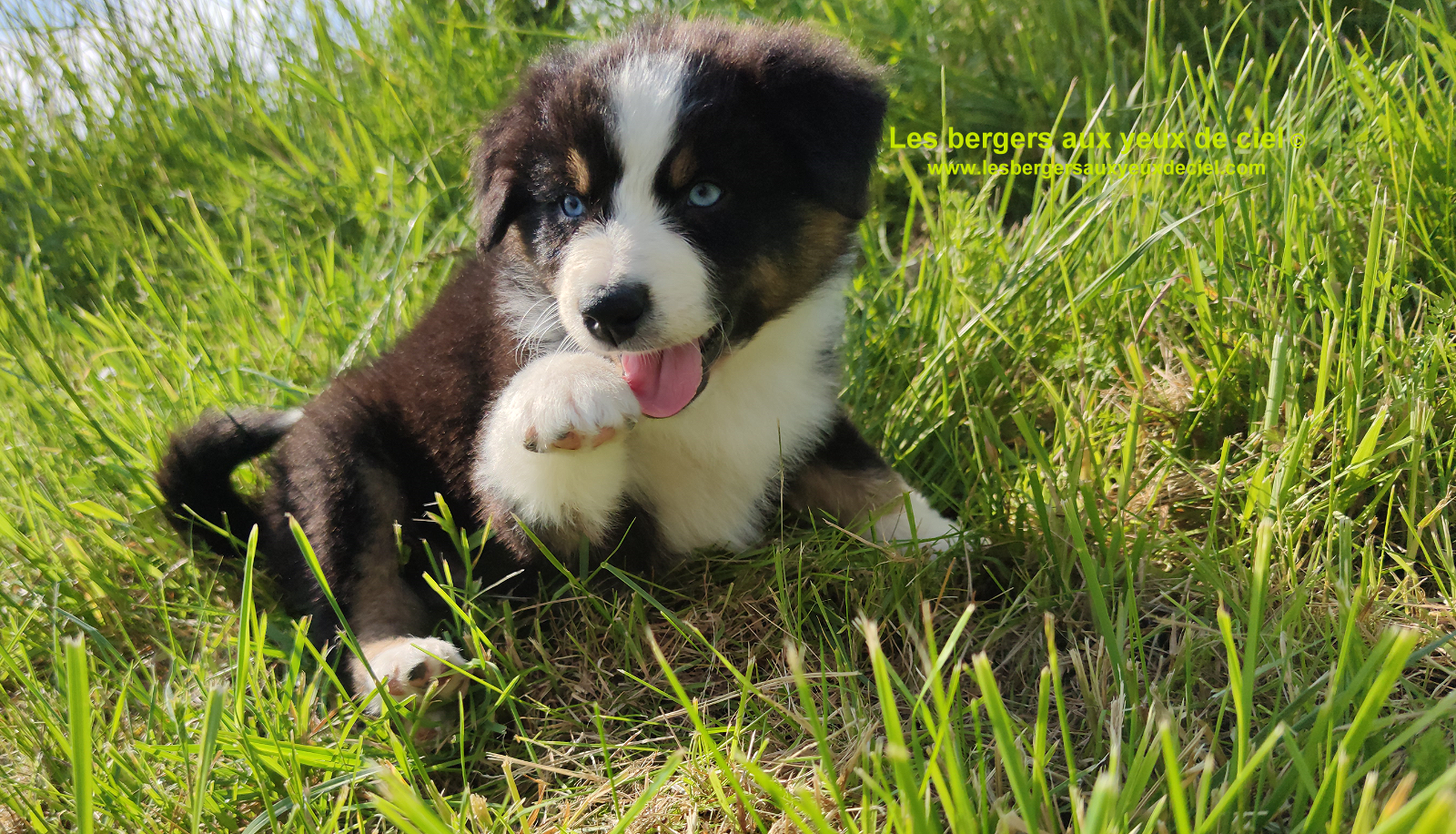 Rimbaud des bergers aux yeux de ciel, chiot berger australien noir tricolore aux yeux bleus