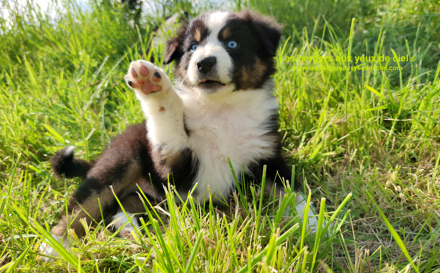 Rimbaud des bergers aux yeux de ciel, chiot berger australien noir tricolore aux yeux bleus