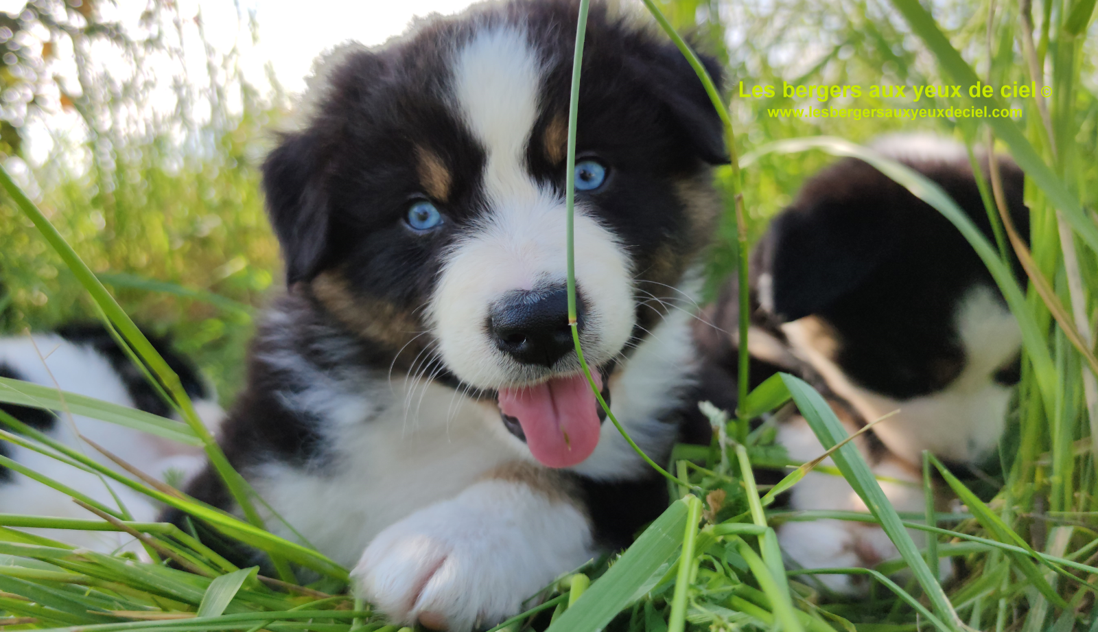 Rimbaud des bergers aux yeux de ciel, chiot berger australien noir tricolore aux yeux bleus