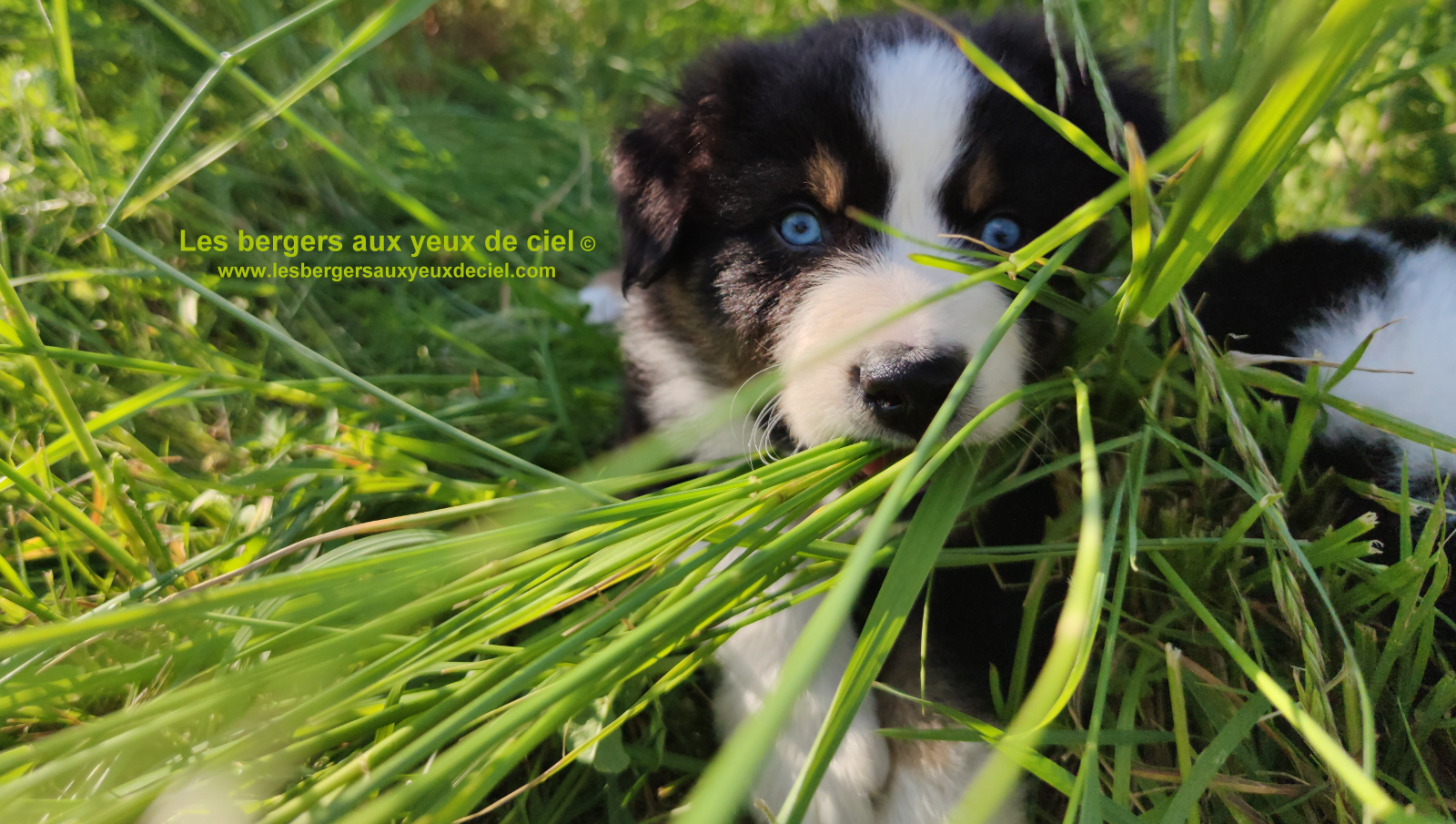 Rimbaud des bergers aux yeux de ciel, chiot berger australien noir tricolore aux yeux bleus