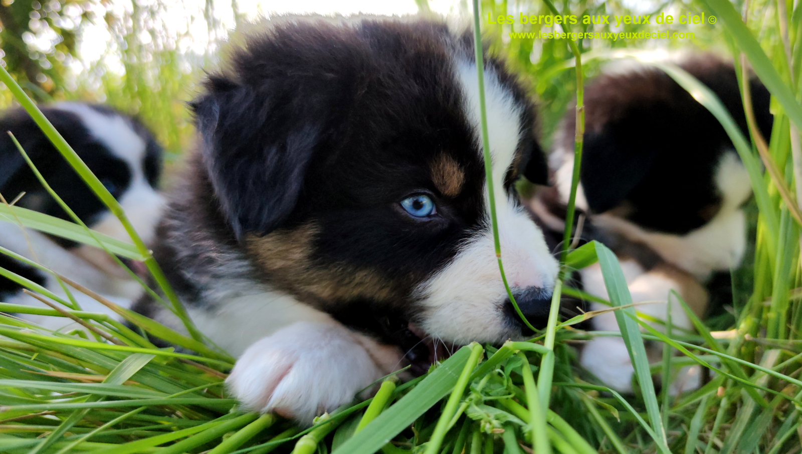 Rimbaud des bergers aux yeux de ciel, chiot berger australien noir tricolore aux yeux bleus