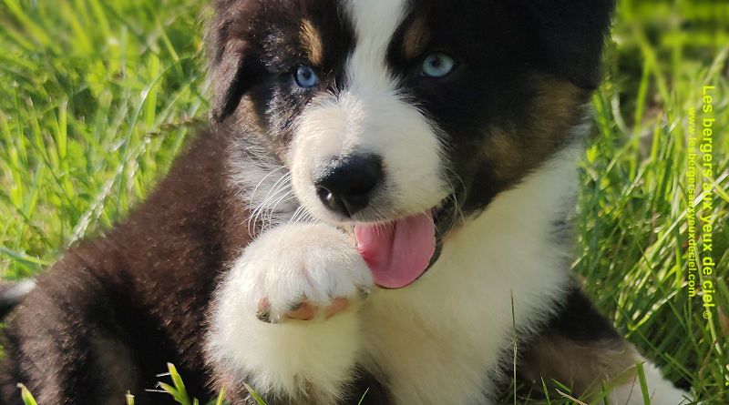 Rimbaud des bergers aux yeux de ciel, chiot berger australien noir tricolore aux yeux bleus