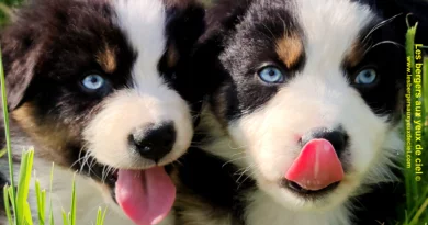 Rimbaud frères et sœurs Rimbaud des bergers aux yeux de ciel, chiot berger australien noir tricolore aux yeux bleus