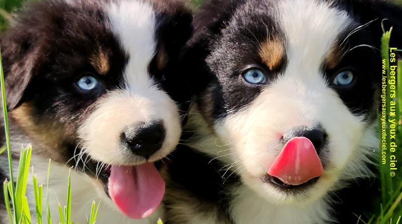 Rimbaud des bergers aux yeux de ciel, chiot berger australien noir tricolore aux yeux bleus