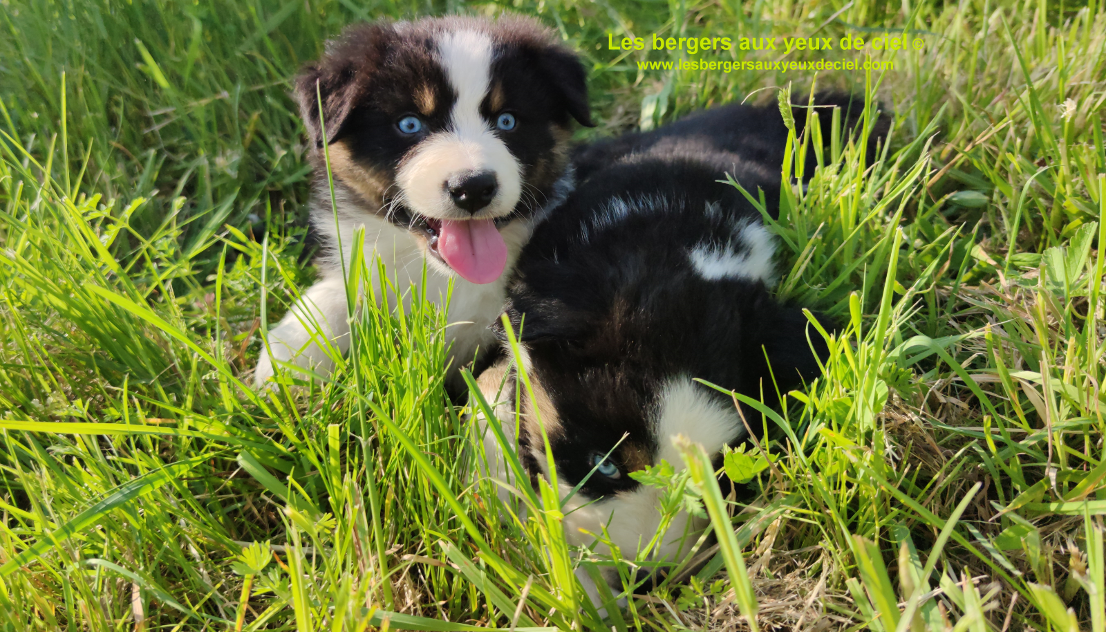 Rimbaud des bergers aux yeux de ciel, chiot berger australien noir tricolore aux yeux bleus