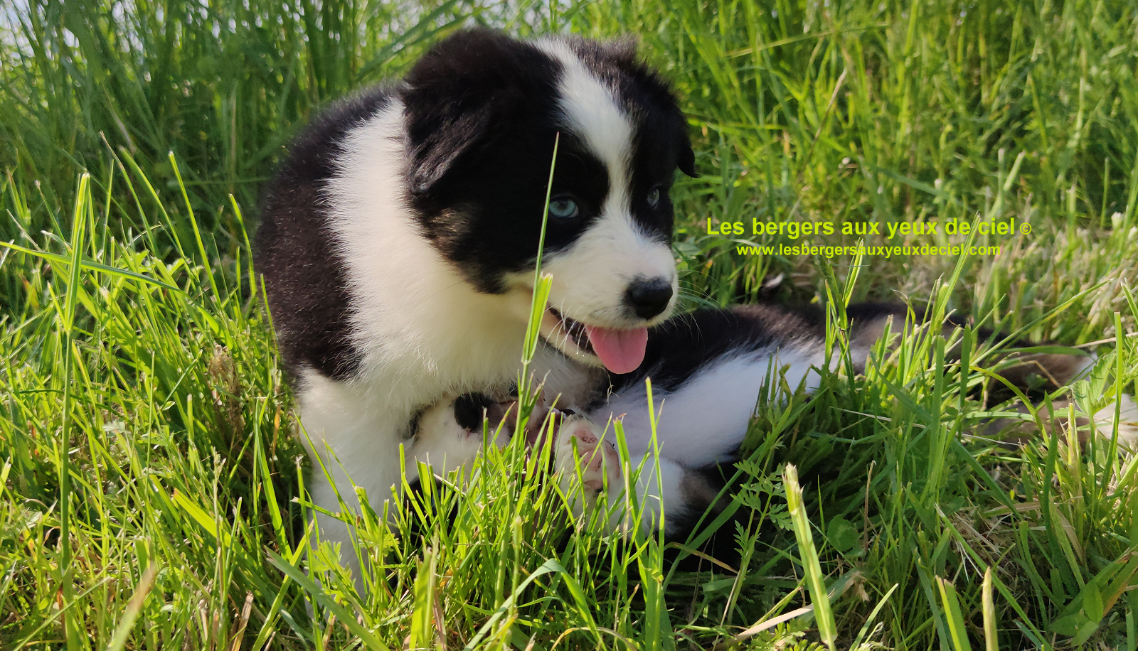 Rimbaud des bergers aux yeux de ciel, chiot berger australien noir tricolore aux yeux bleus
