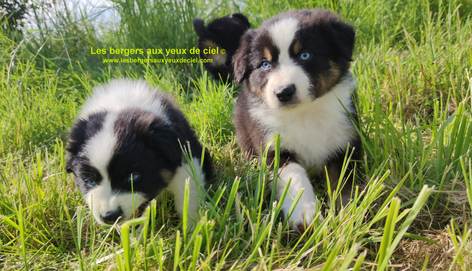 Rimbaud des bergers aux yeux de ciel, chiot berger australien noir tricolore aux yeux bleus