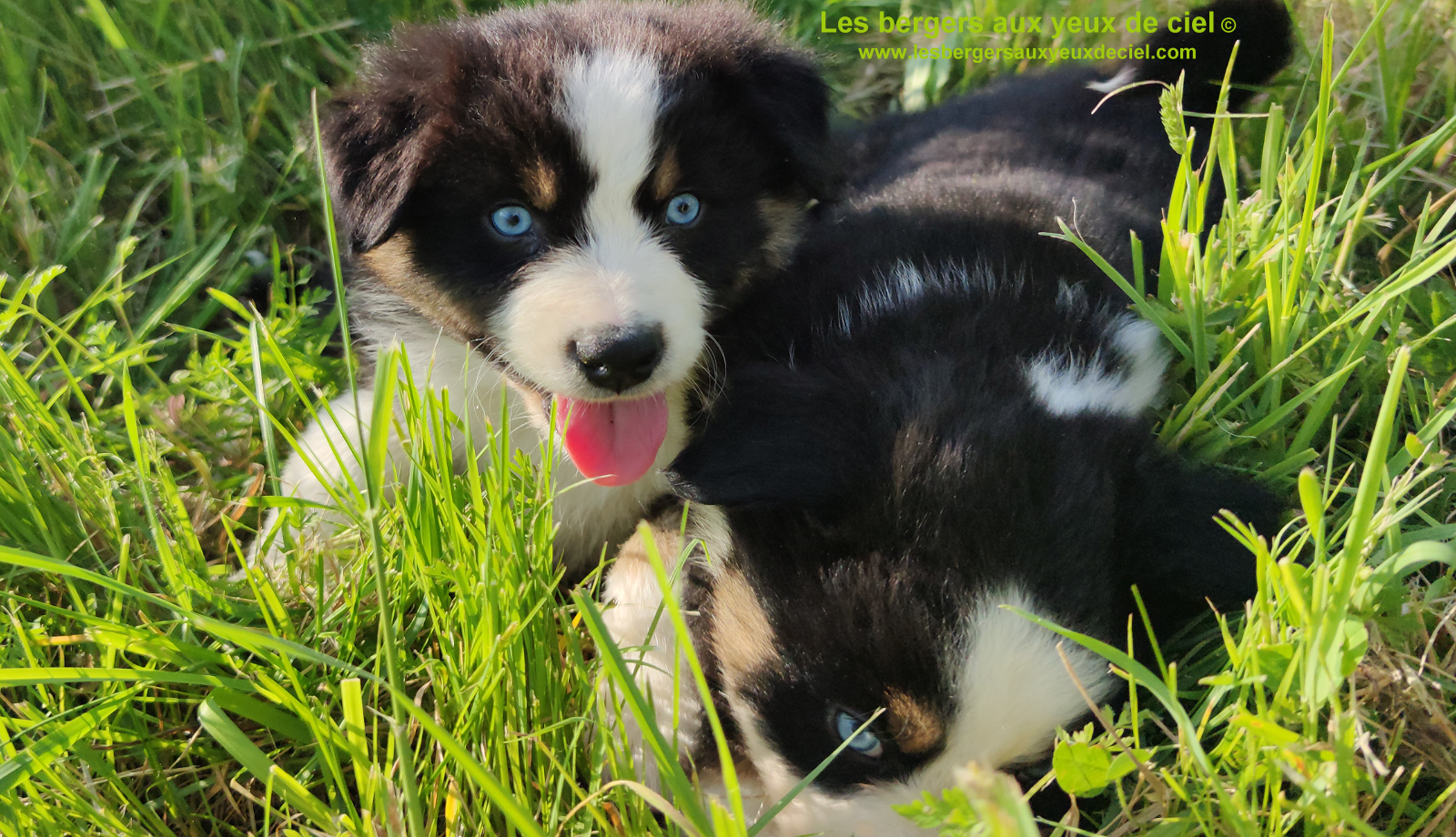 Rimbaud des bergers aux yeux de ciel, chiot berger australien noir tricolore aux yeux bleus