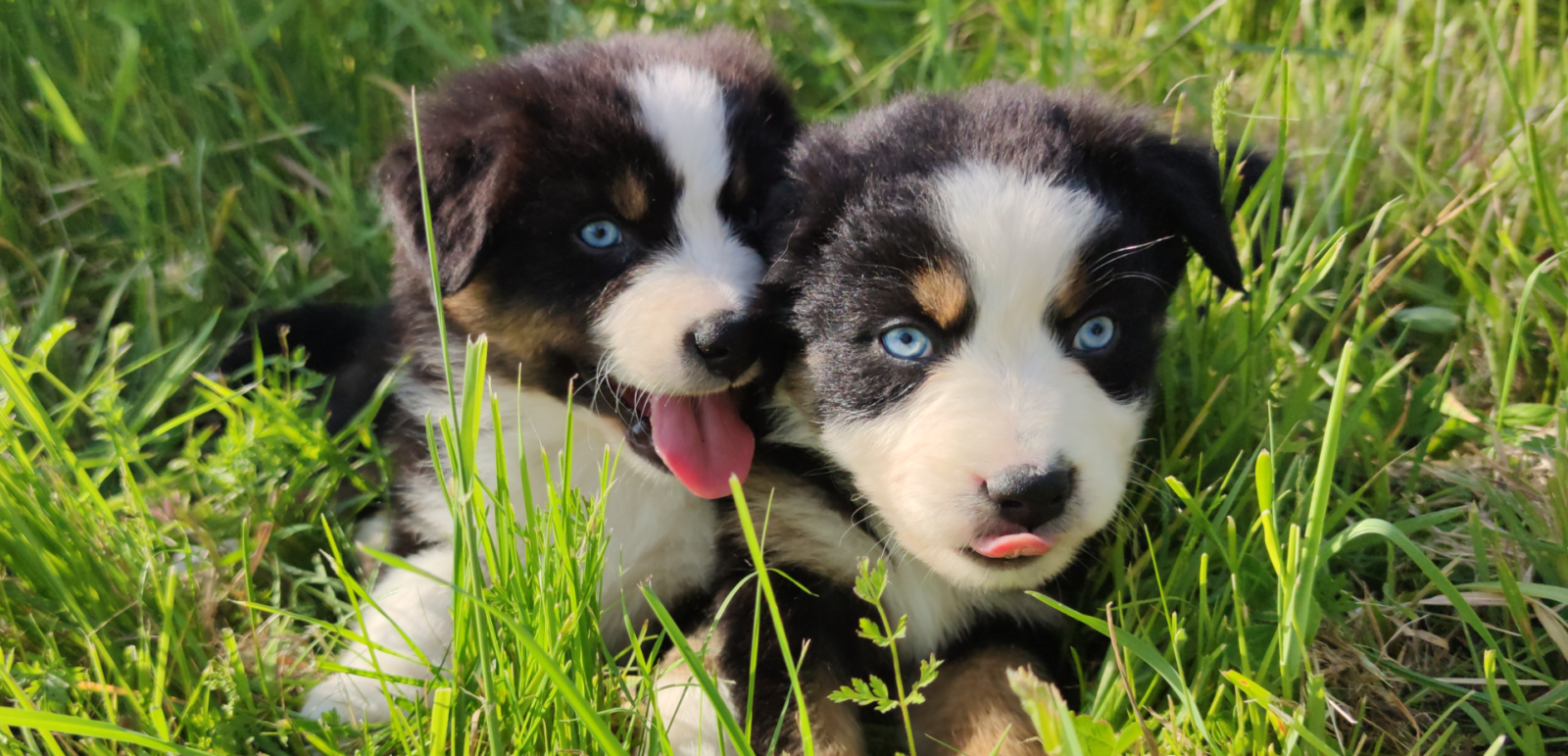 Rimbaud des bergers aux yeux de ciel, chiot berger australien noir tricolore aux yeux bleus