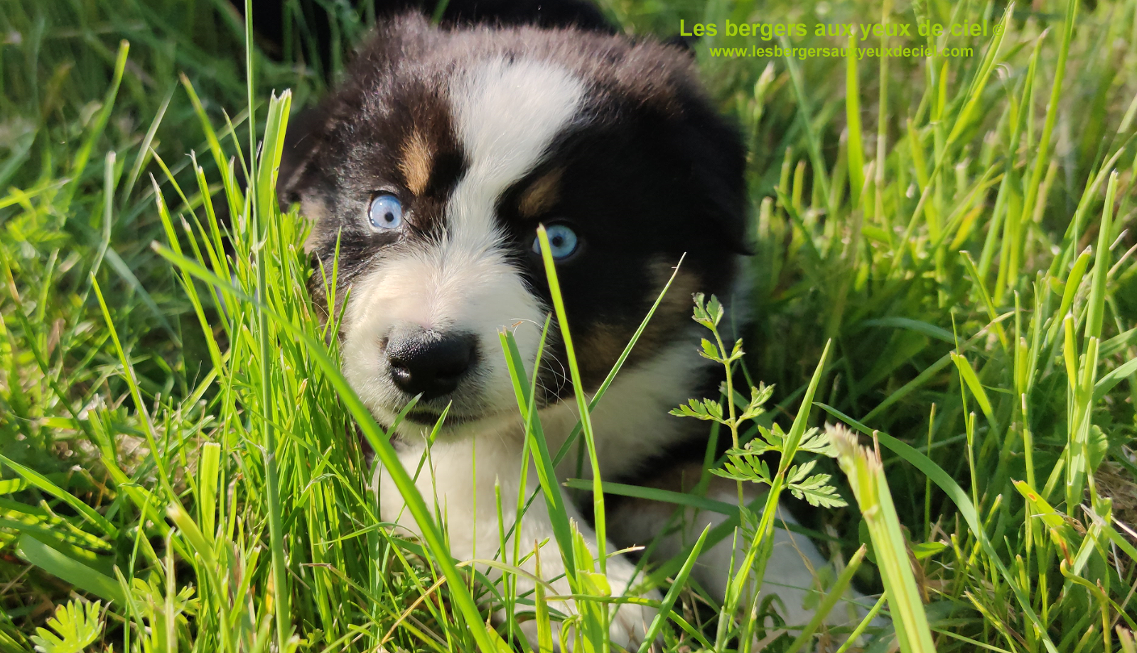 Rimbaud des bergers aux yeux de ciel, chiot berger australien noir tricolore aux yeux bleus