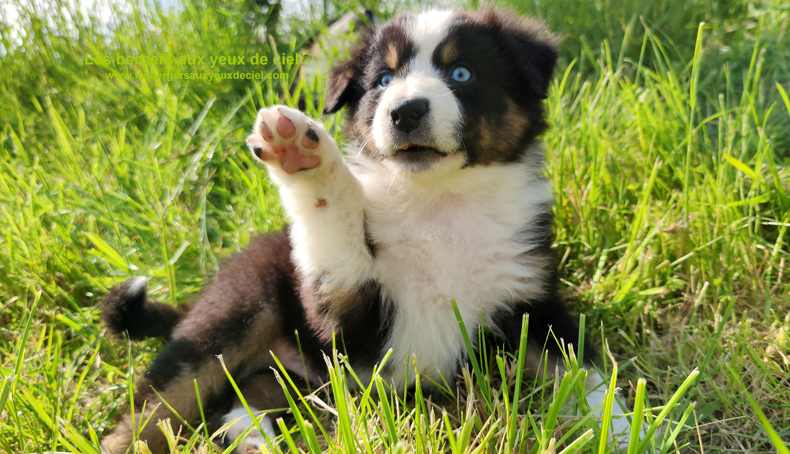 Rimbaud des bergers aux yeux de ciel, chiot berger australien noir tricolore aux yeux bleus