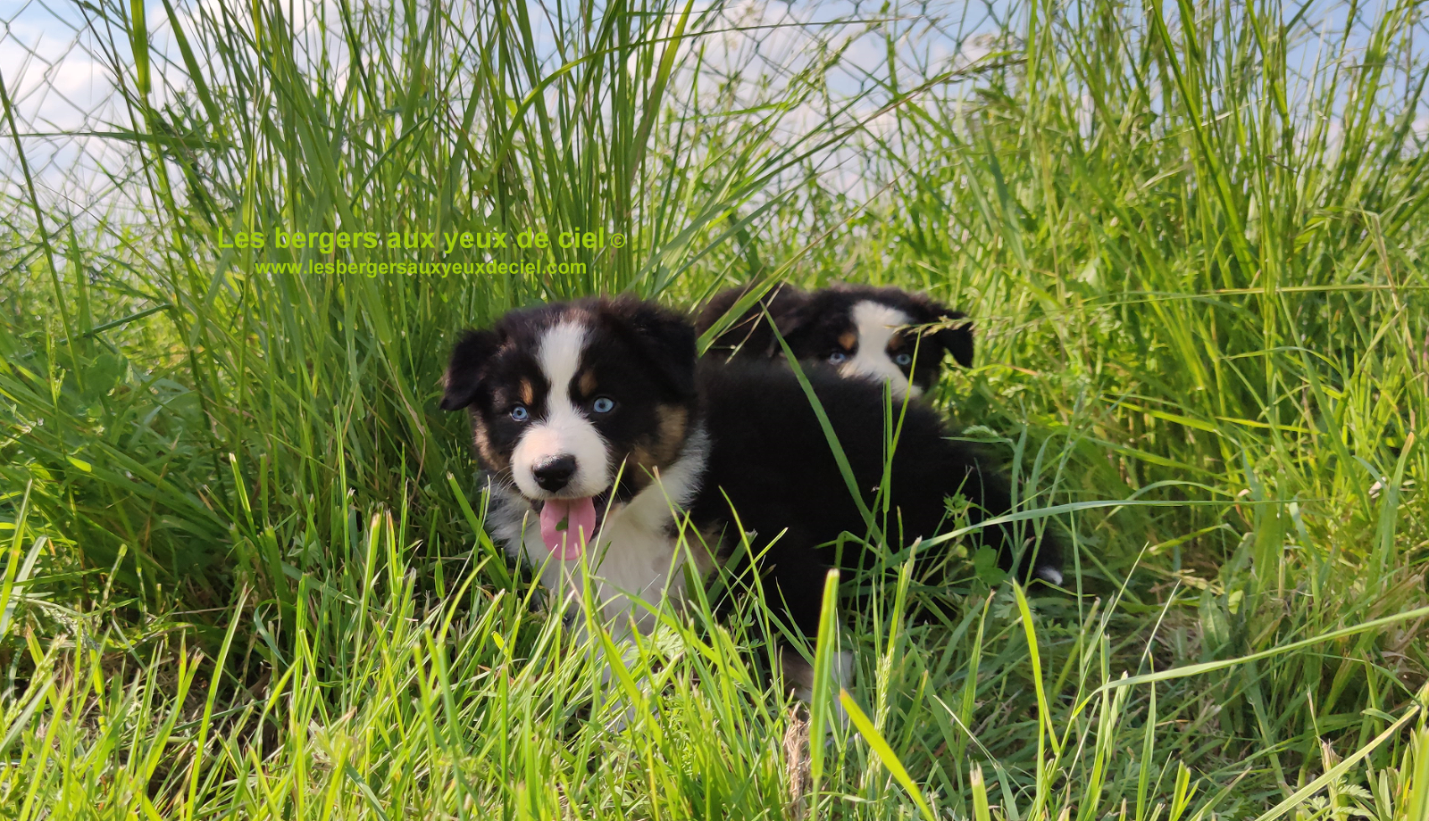 Rimbaud des bergers aux yeux de ciel, chiot berger australien noir tricolore aux yeux bleus