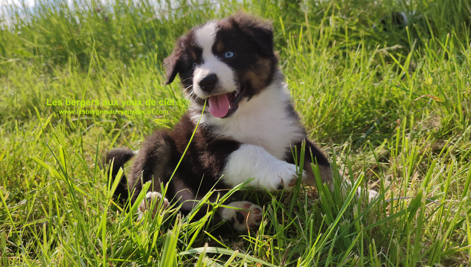 Rimbaud des bergers aux yeux de ciel, chiot berger australien noir tricolore aux yeux bleus