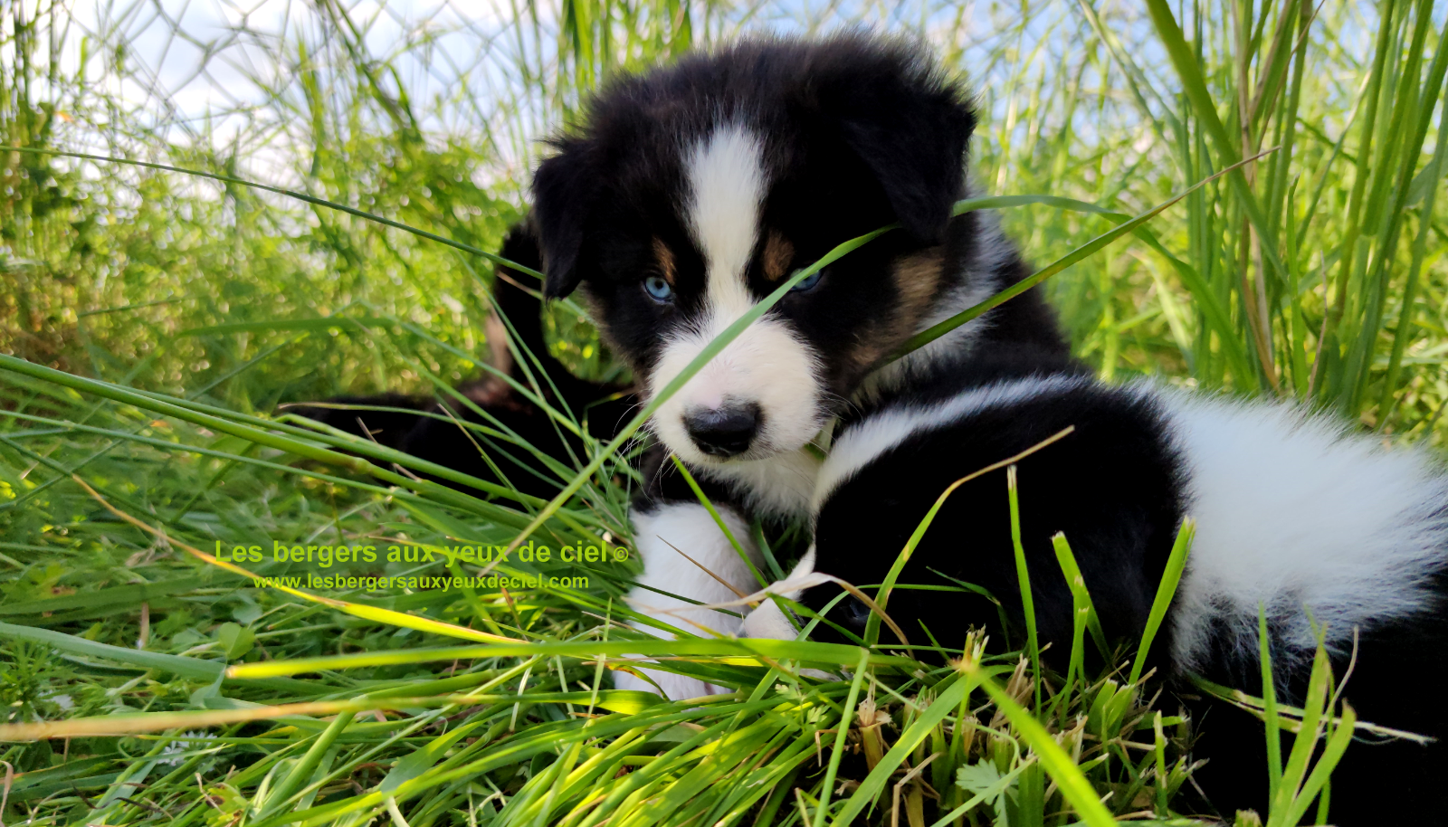 Rimbaud des bergers aux yeux de ciel, chiot berger australien noir tricolore aux yeux bleus