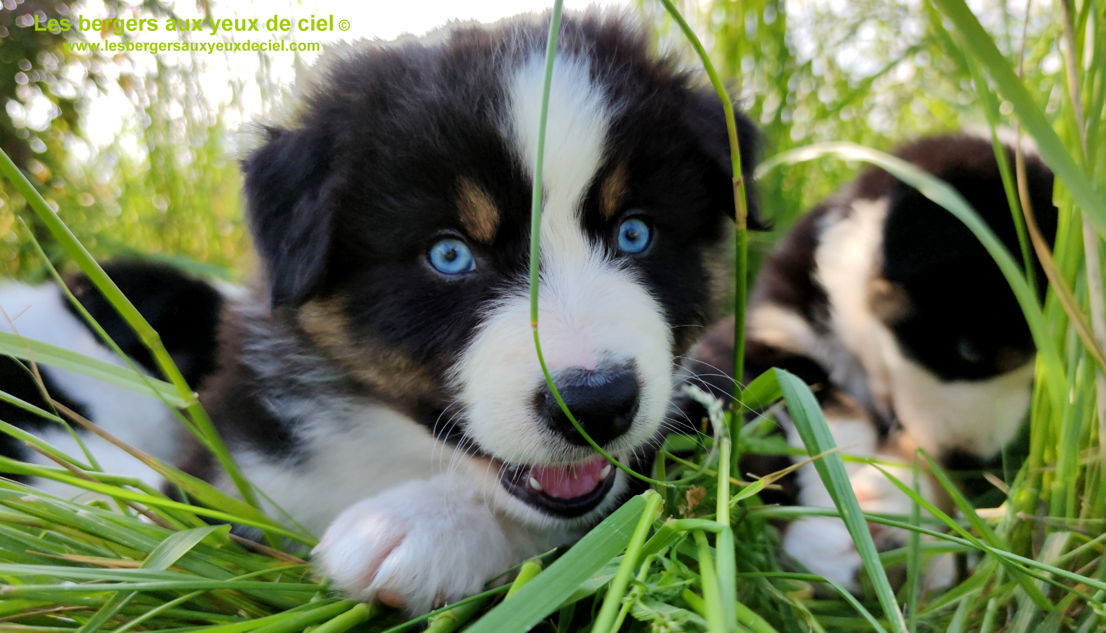 Rimbaud des bergers aux yeux de ciel, chiot berger australien noir tricolore aux yeux bleus