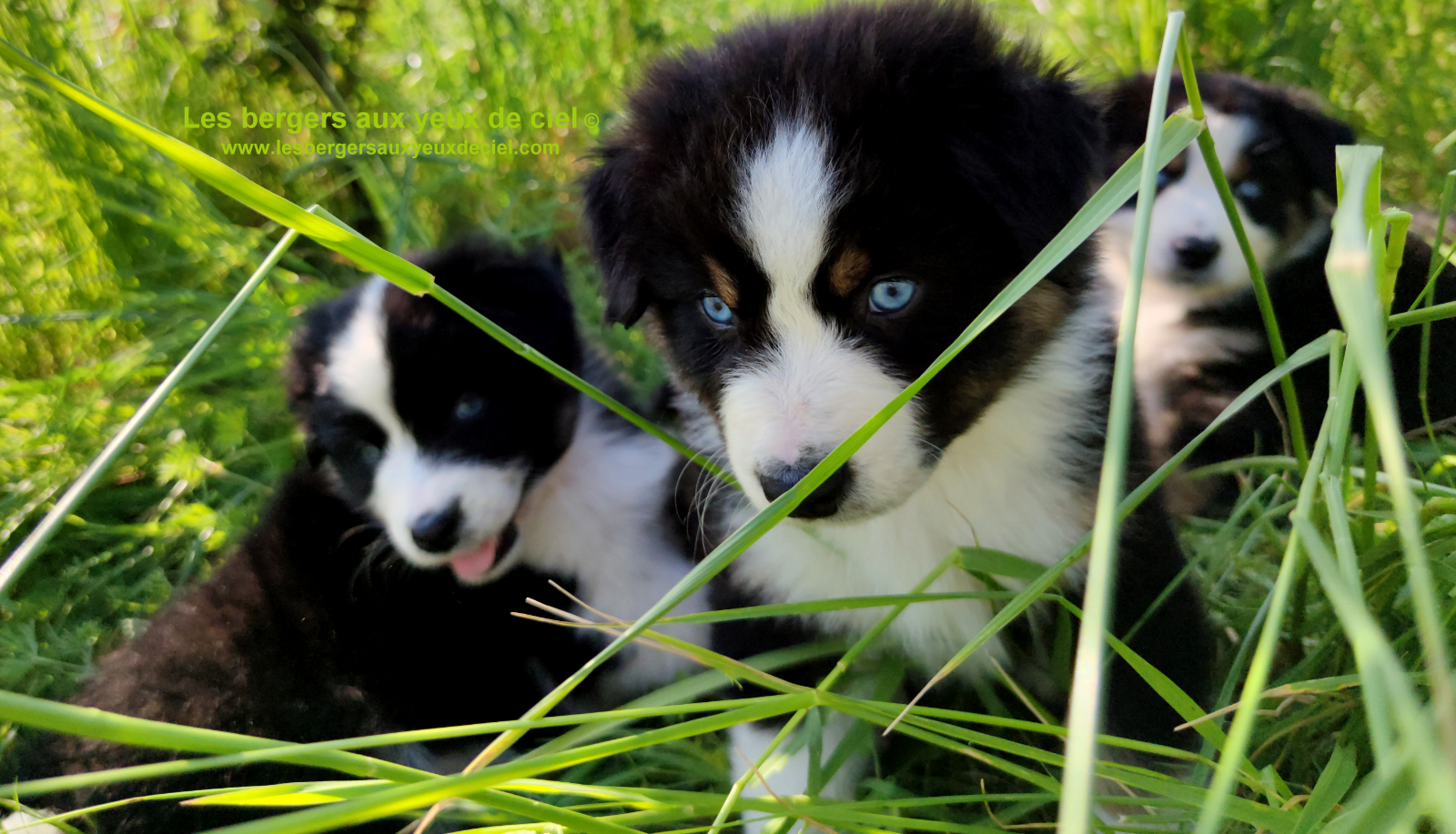 Rimbaud des bergers aux yeux de ciel, chiot berger australien noir tricolore aux yeux bleus