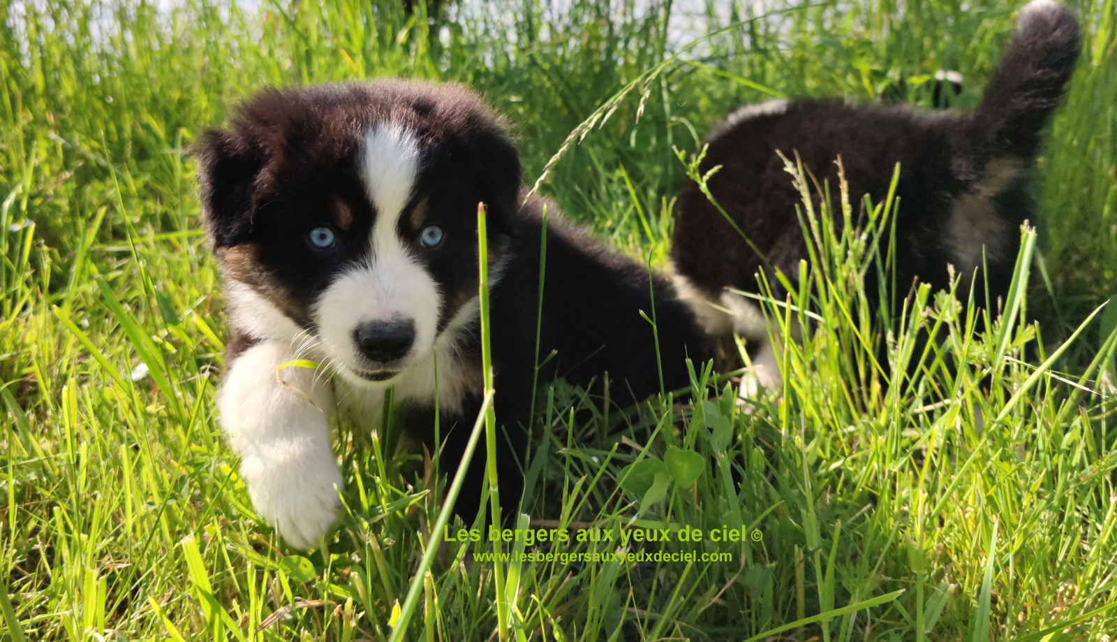 Rimbaud des bergers aux yeux de ciel, chiot berger australien noir tricolore aux yeux bleus