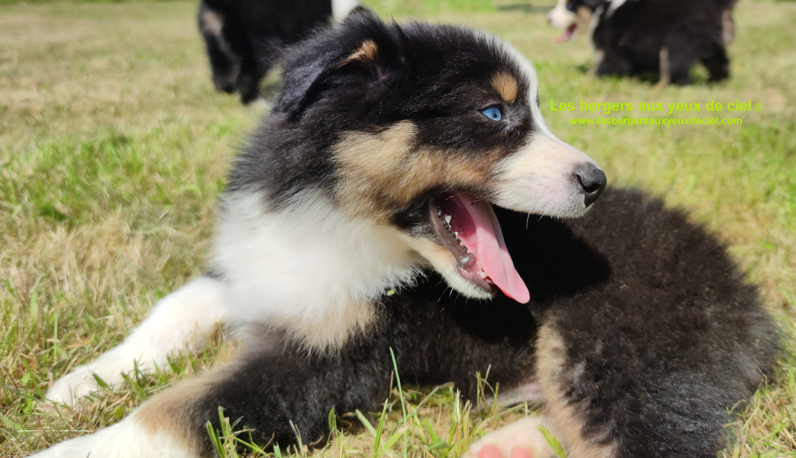 Rimbaud des bergers aux yeux de ciel, chiot berger australien noir tricolore aux yeux bleus