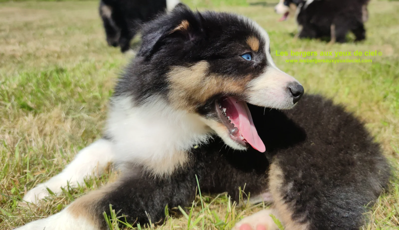 Rimbaud des bergers aux yeux de ciel, chiot berger australien noir tricolore aux yeux bleus