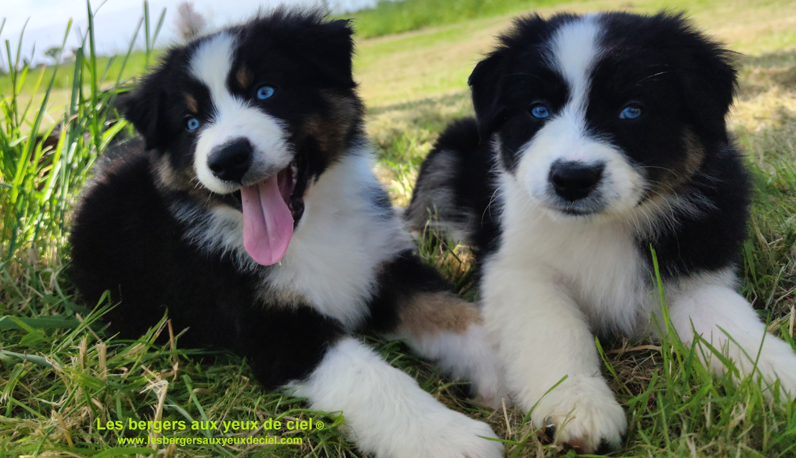 Rimbaud des bergers aux yeux de ciel, chiot berger australien noir tricolore aux yeux bleus