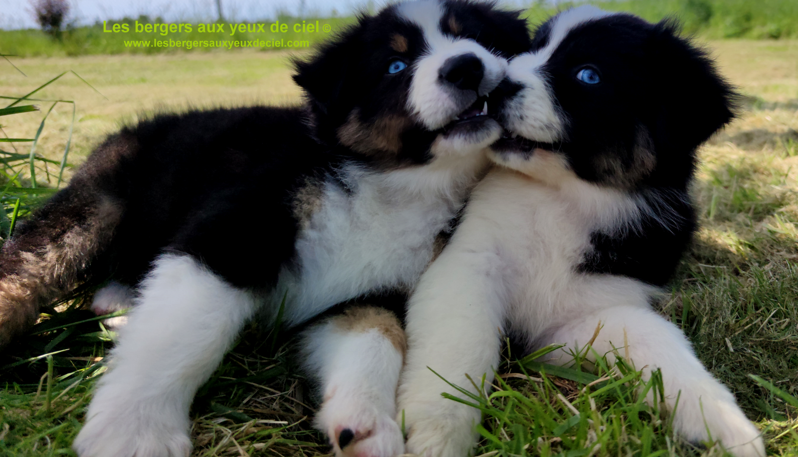 Rimbaud des bergers aux yeux de ciel, chiot berger australien noir tricolore aux yeux bleus