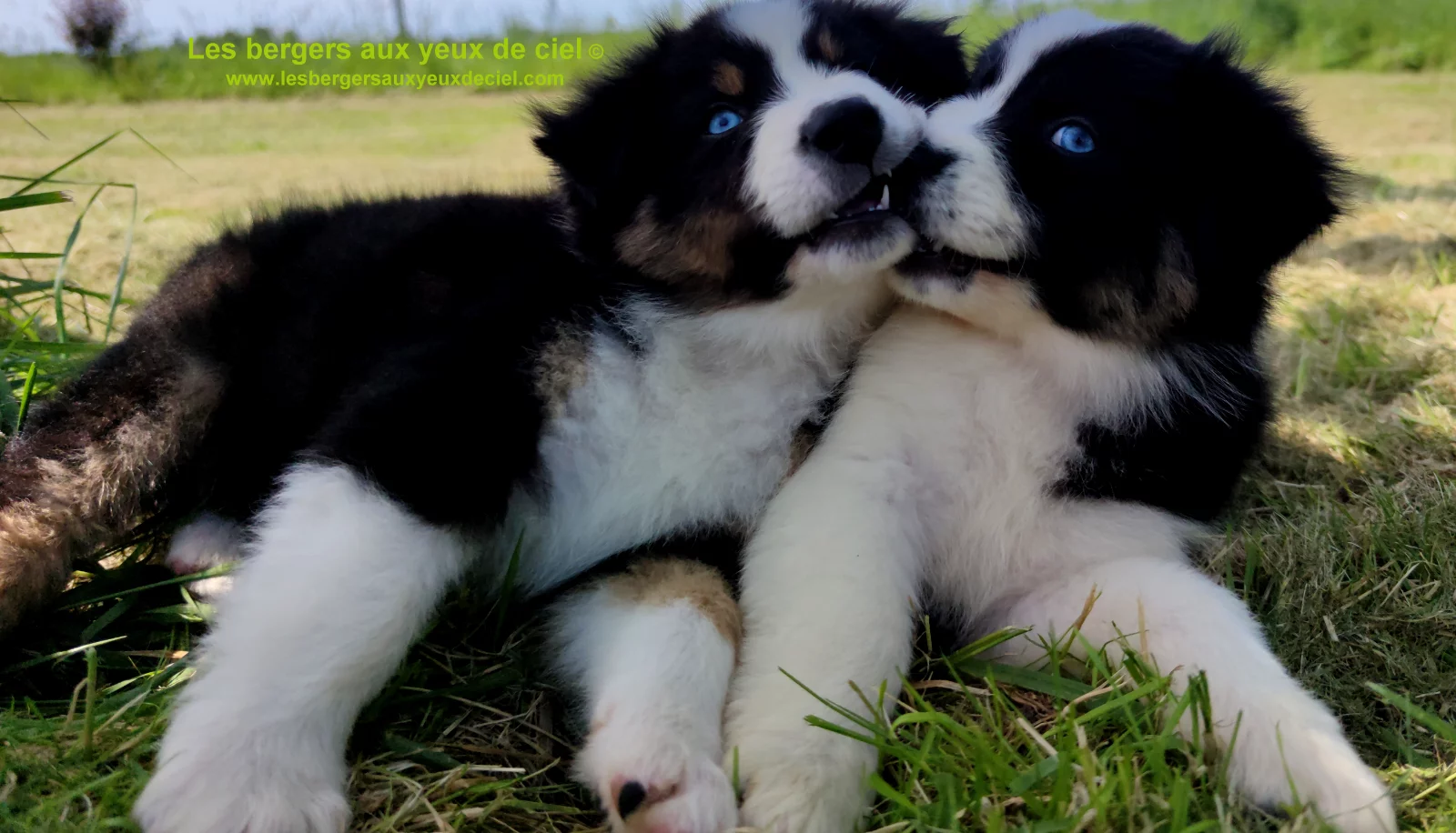 Rimbaud des bergers aux yeux de ciel, chiot berger australien noir tricolore aux yeux bleus