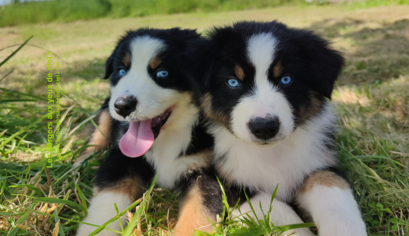 Rimbaud des bergers aux yeux de ciel, chiot berger australien noir tricolore aux yeux bleus
