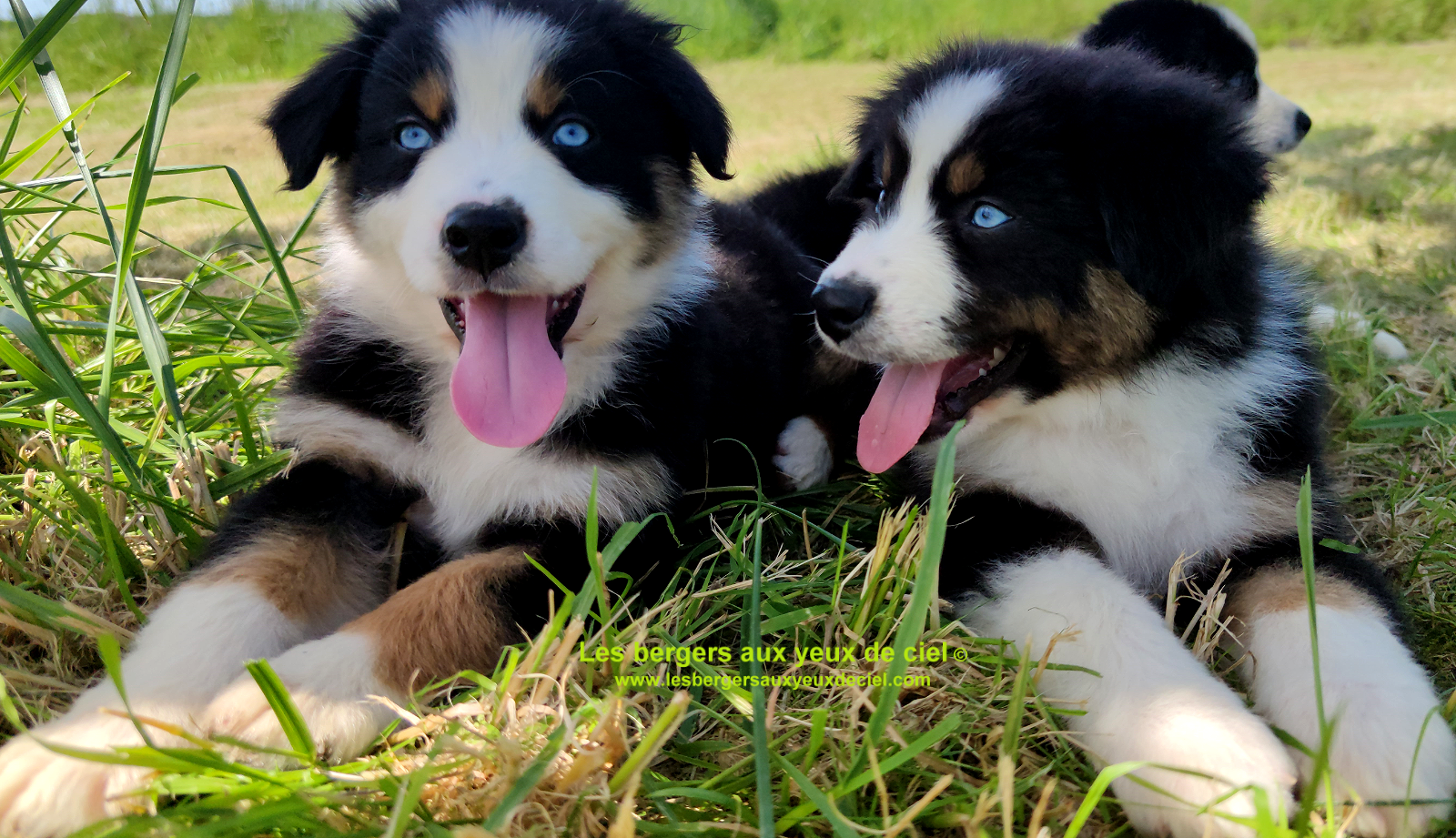 Rimbaud des bergers aux yeux de ciel, chiot berger australien noir tricolore aux yeux bleus