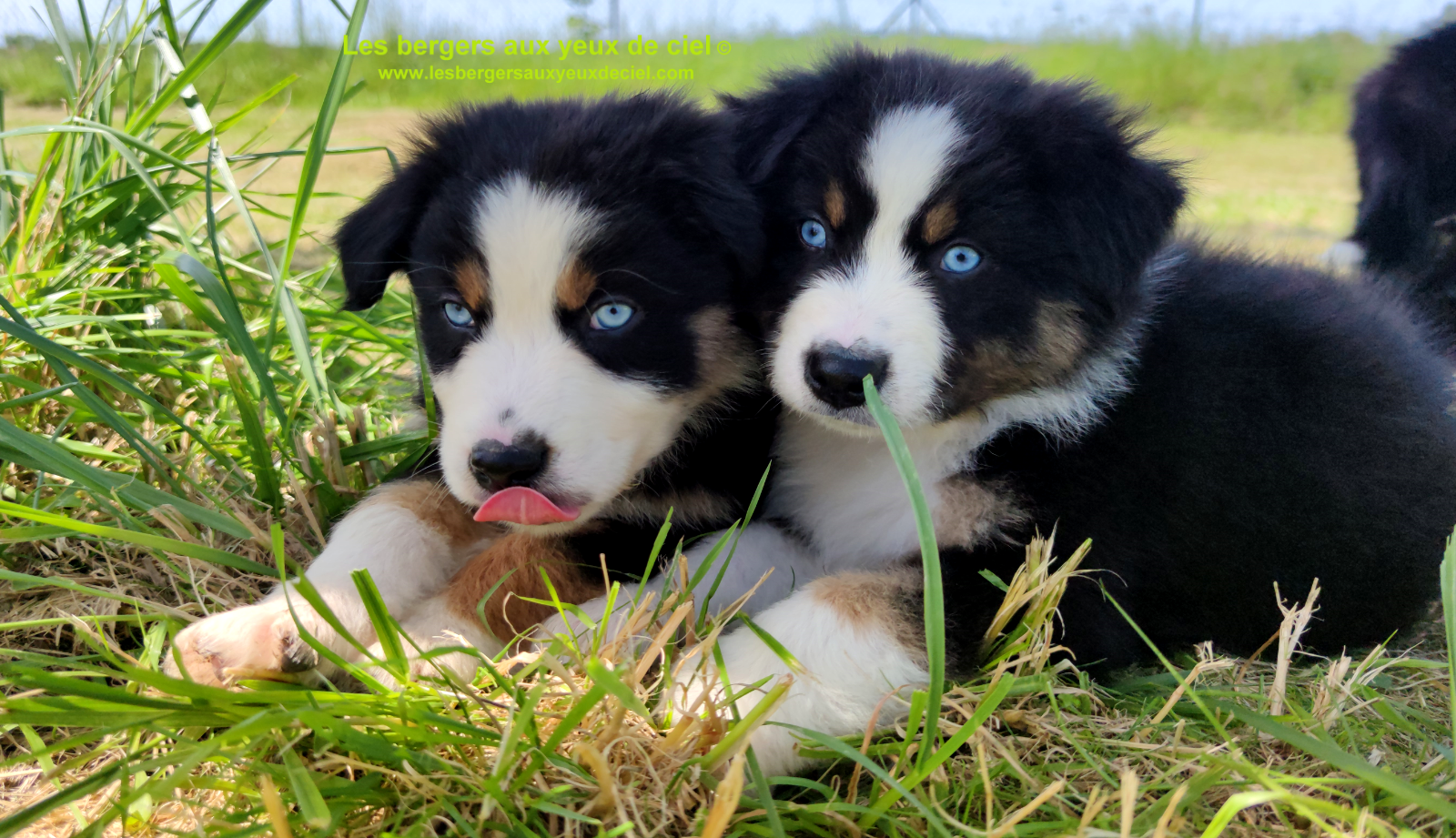 Rimbaud des bergers aux yeux de ciel, chiot berger australien noir tricolore aux yeux bleus