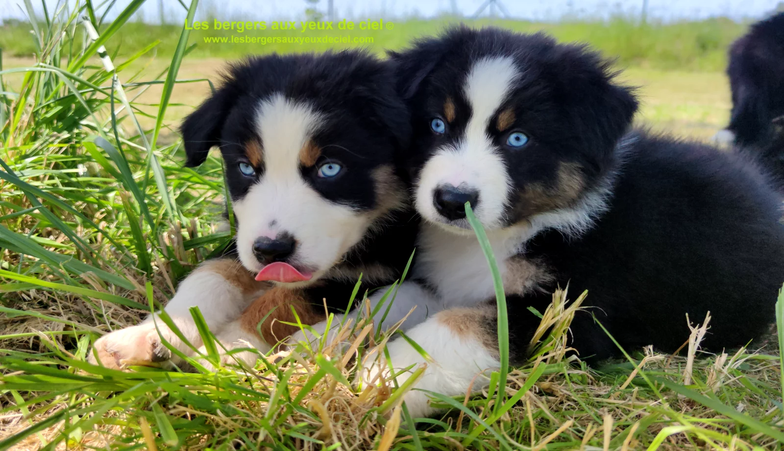 Rimbaud des bergers aux yeux de ciel, chiot berger australien noir tricolore aux yeux bleus