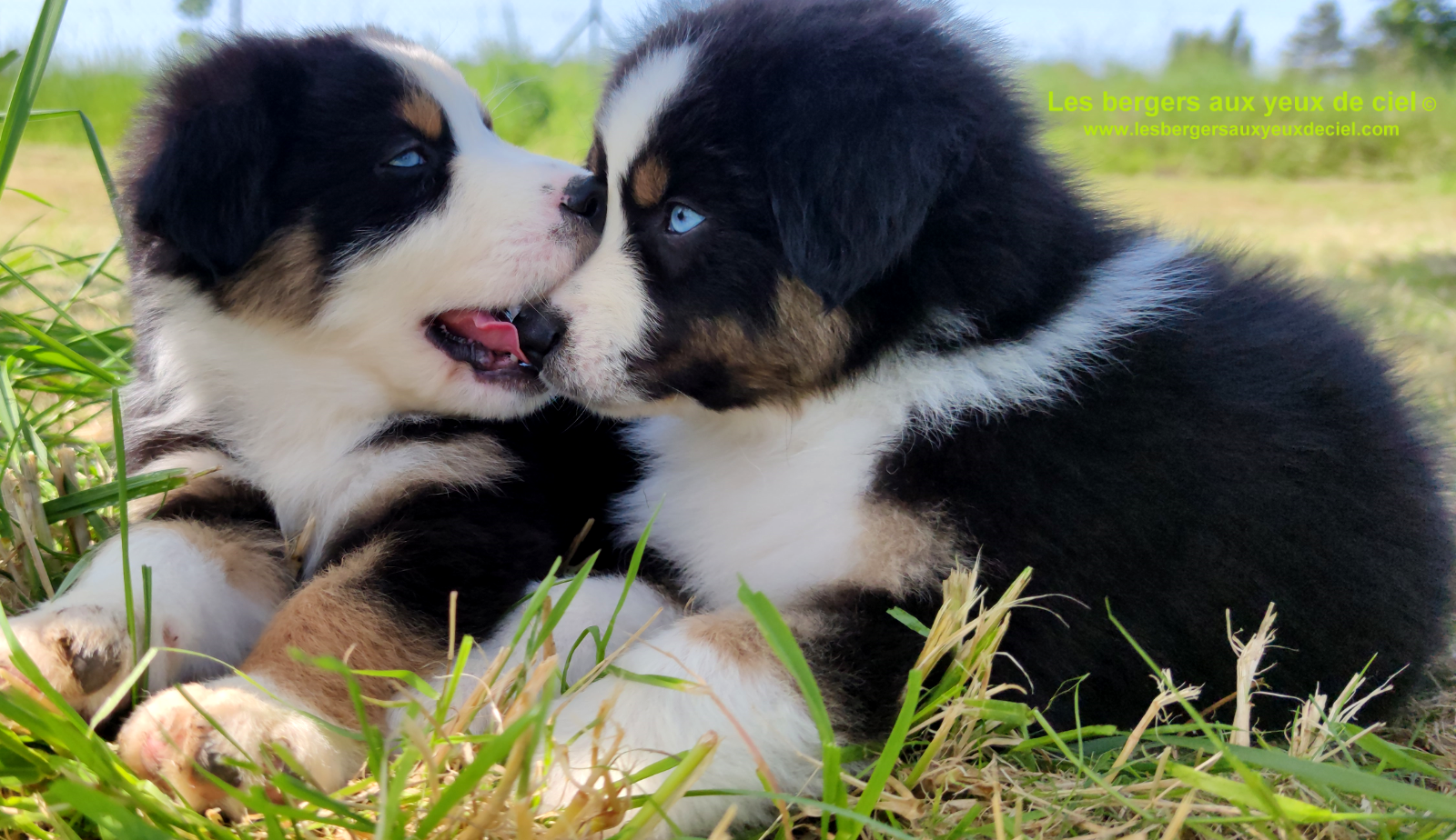 Rimbaud des bergers aux yeux de ciel, chiot berger australien noir tricolore aux yeux bleus