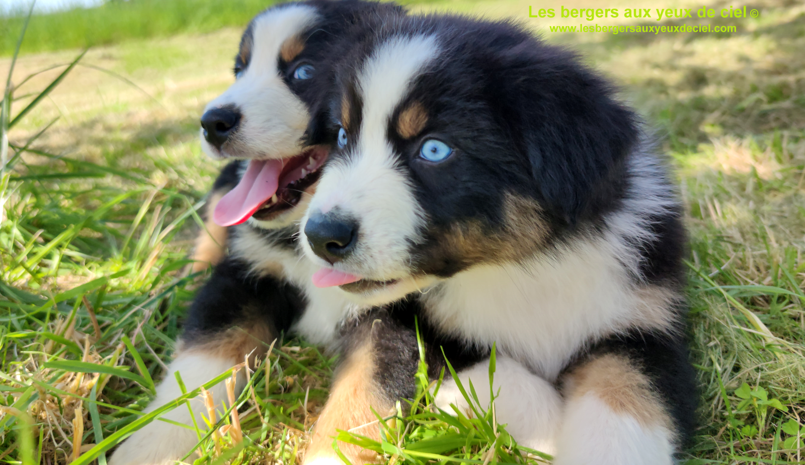 Rimbaud des bergers aux yeux de ciel, chiot berger australien noir tricolore aux yeux bleus