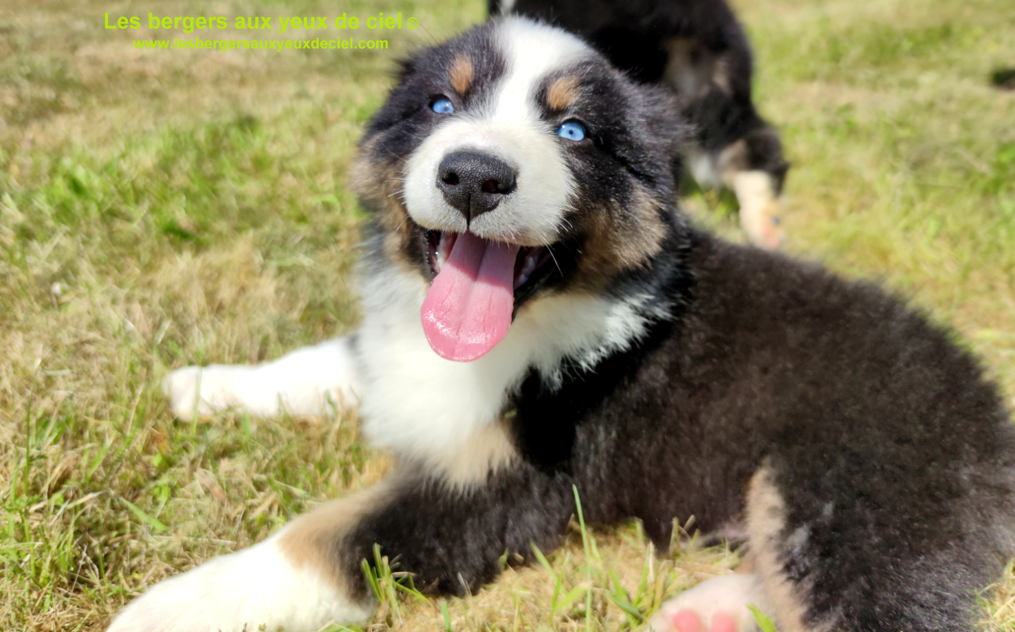 Rimbaud des bergers aux yeux de ciel, chiot berger australien noir tricolore aux yeux bleus