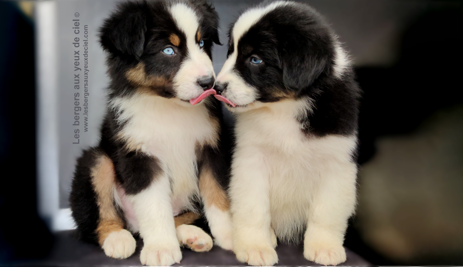 Rimbaud des bergers aux yeux de ciel, chiot berger australien noir tricolore aux yeux bleus
