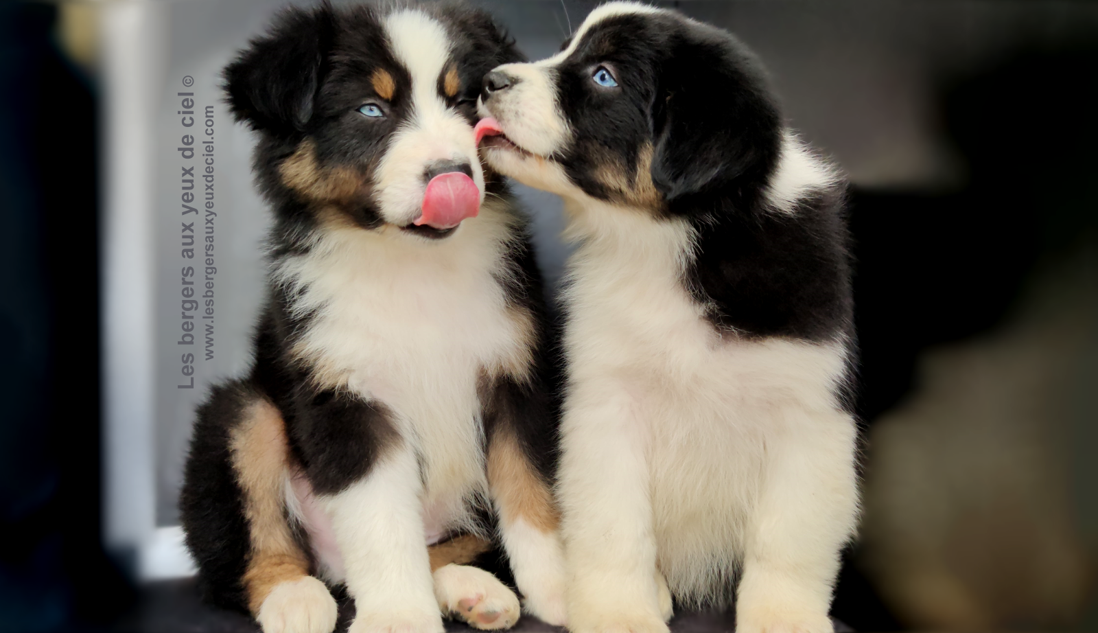 Rimbaud des bergers aux yeux de ciel, chiot berger australien noir tricolore aux yeux bleus