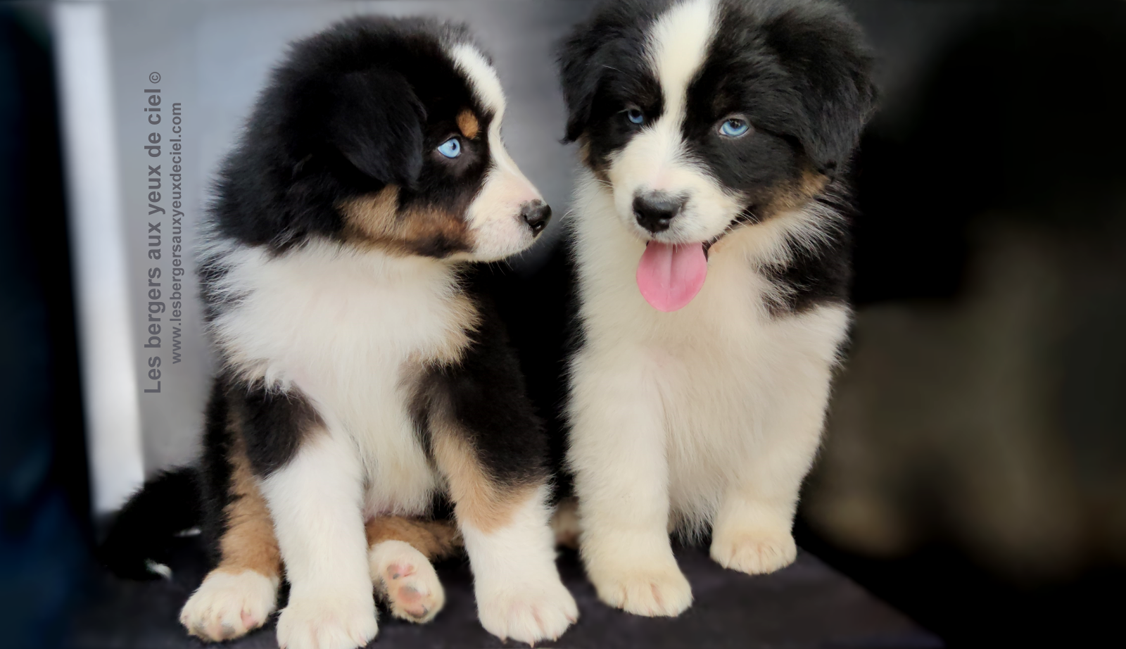 Rimbaud des bergers aux yeux de ciel, chiot berger australien noir tricolore aux yeux bleus