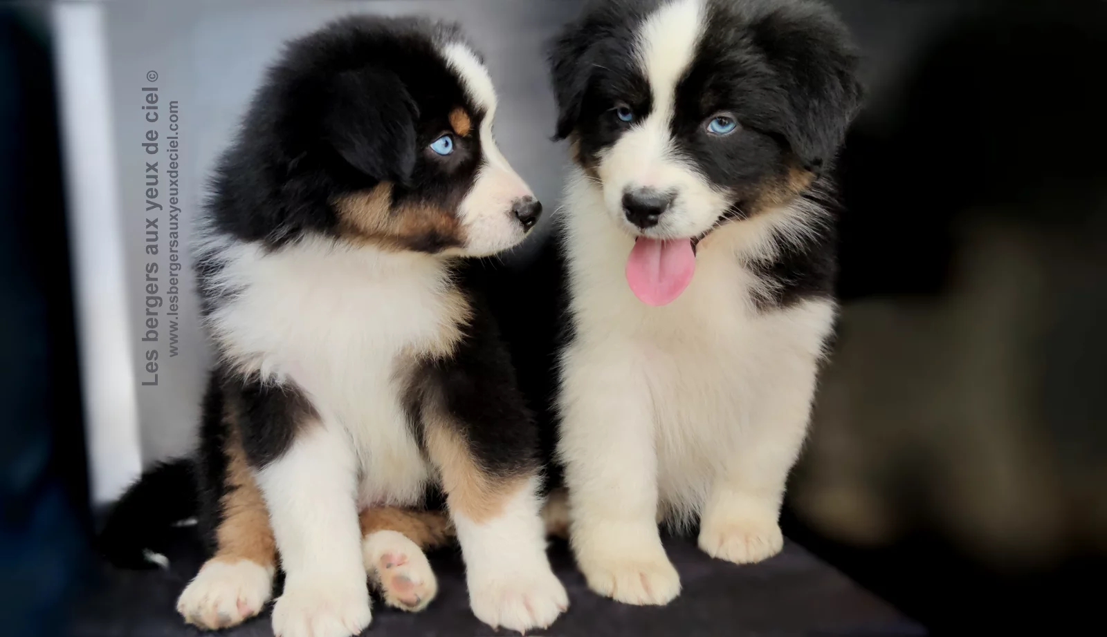 Rimbaud des bergers aux yeux de ciel, chiot berger australien noir tricolore aux yeux bleus