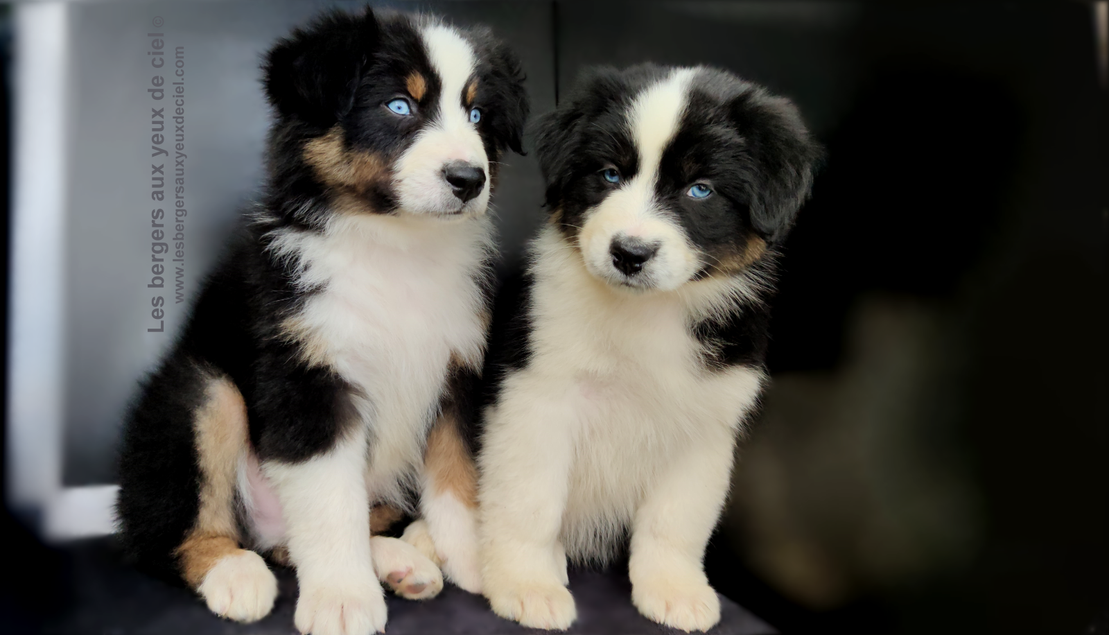 Rimbaud des bergers aux yeux de ciel, chiot berger australien noir tricolore aux yeux bleus