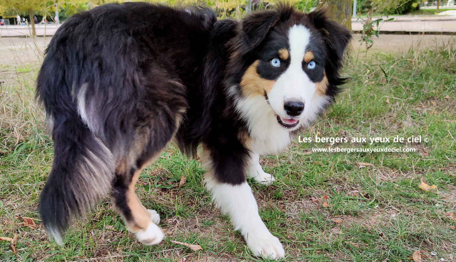 Jeune femelle berger australien noir tricolore aux yeux bleus