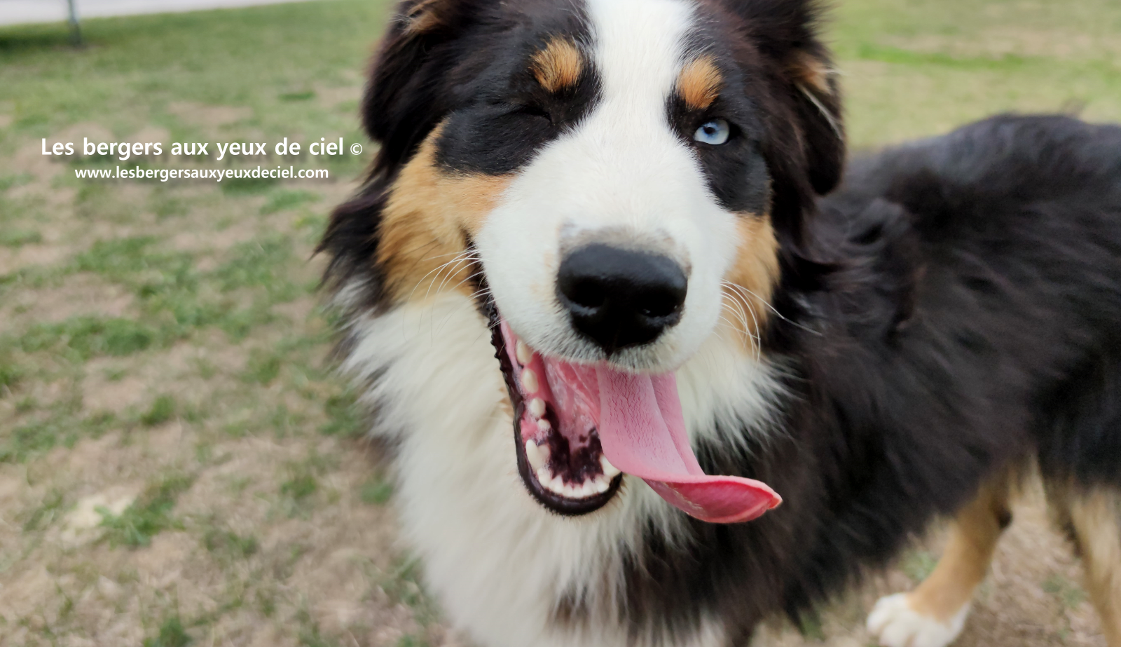Jeune femelle berger australien noir tricolore aux yeux bleus