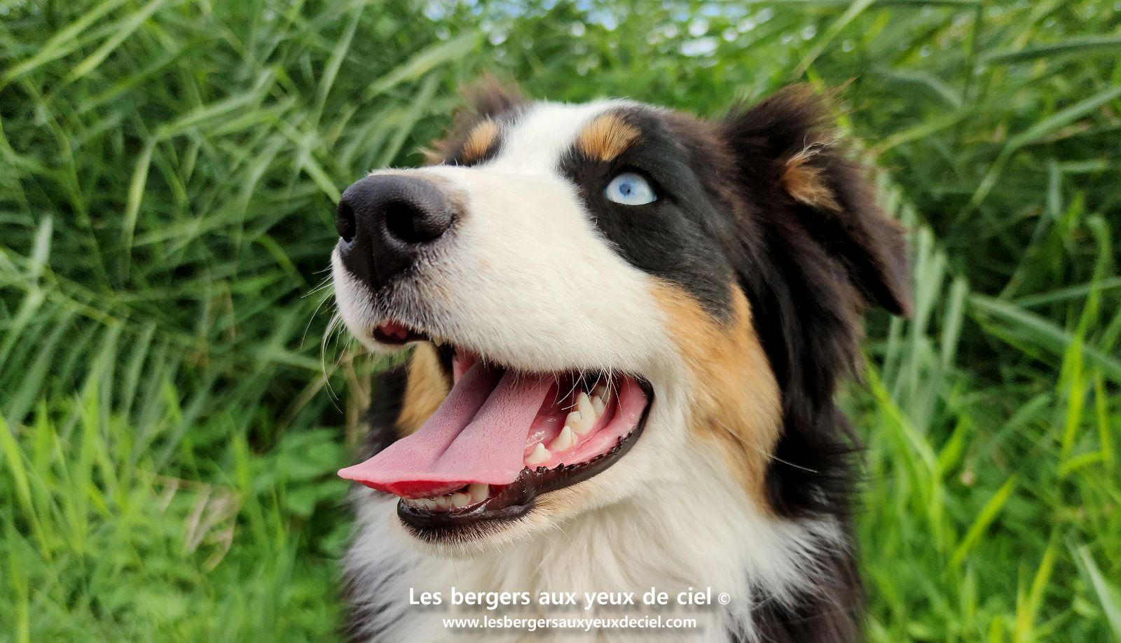 Jeune femelle berger australien noir tricolore aux yeux bleus
