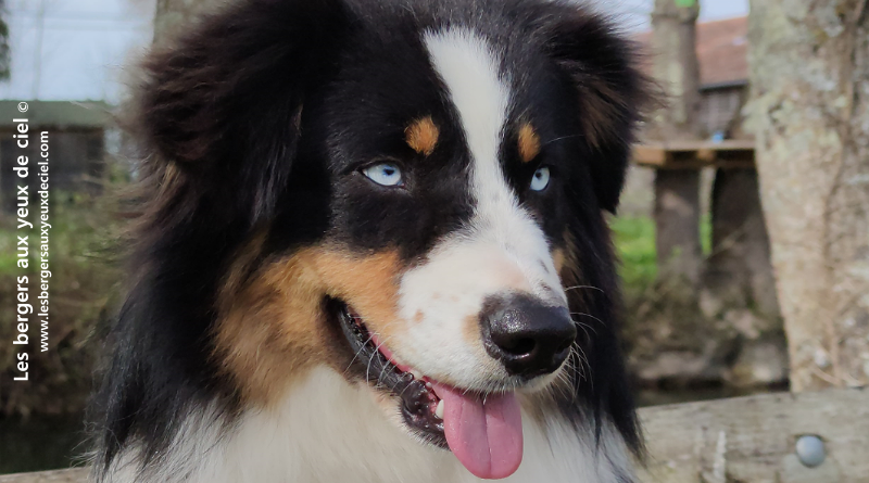 Rimbaud berger australien noir tricolore aux yeux bleus confirmé. Il est passé devant un juge de la société centrale canine et…, a obtenu son pédigrée définitif.