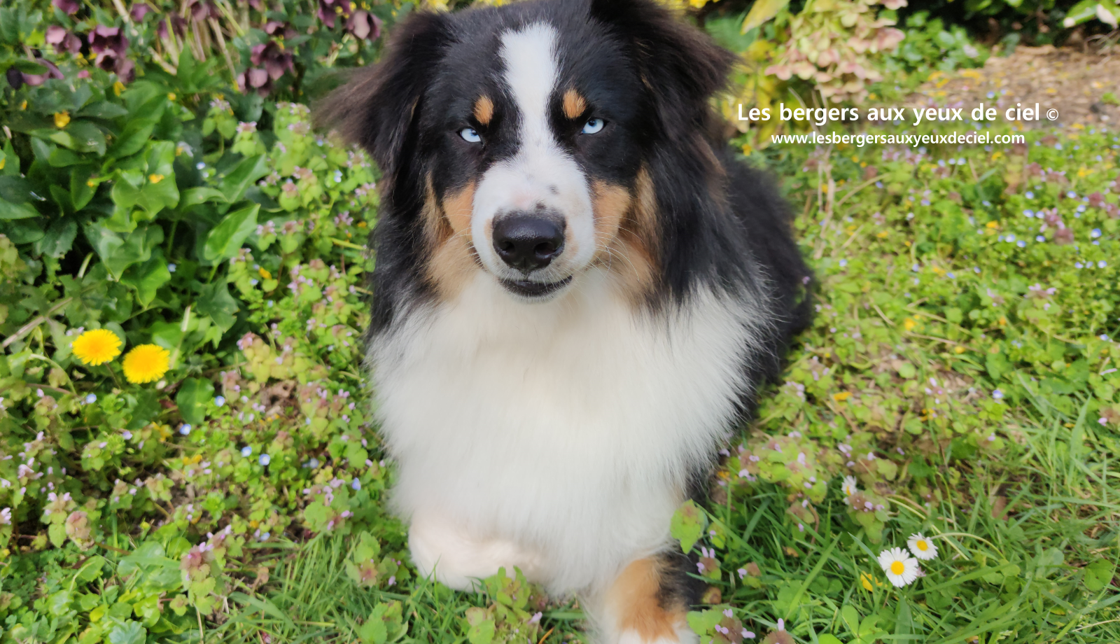 berger australien adulte noir tricolore aux yeux bleus