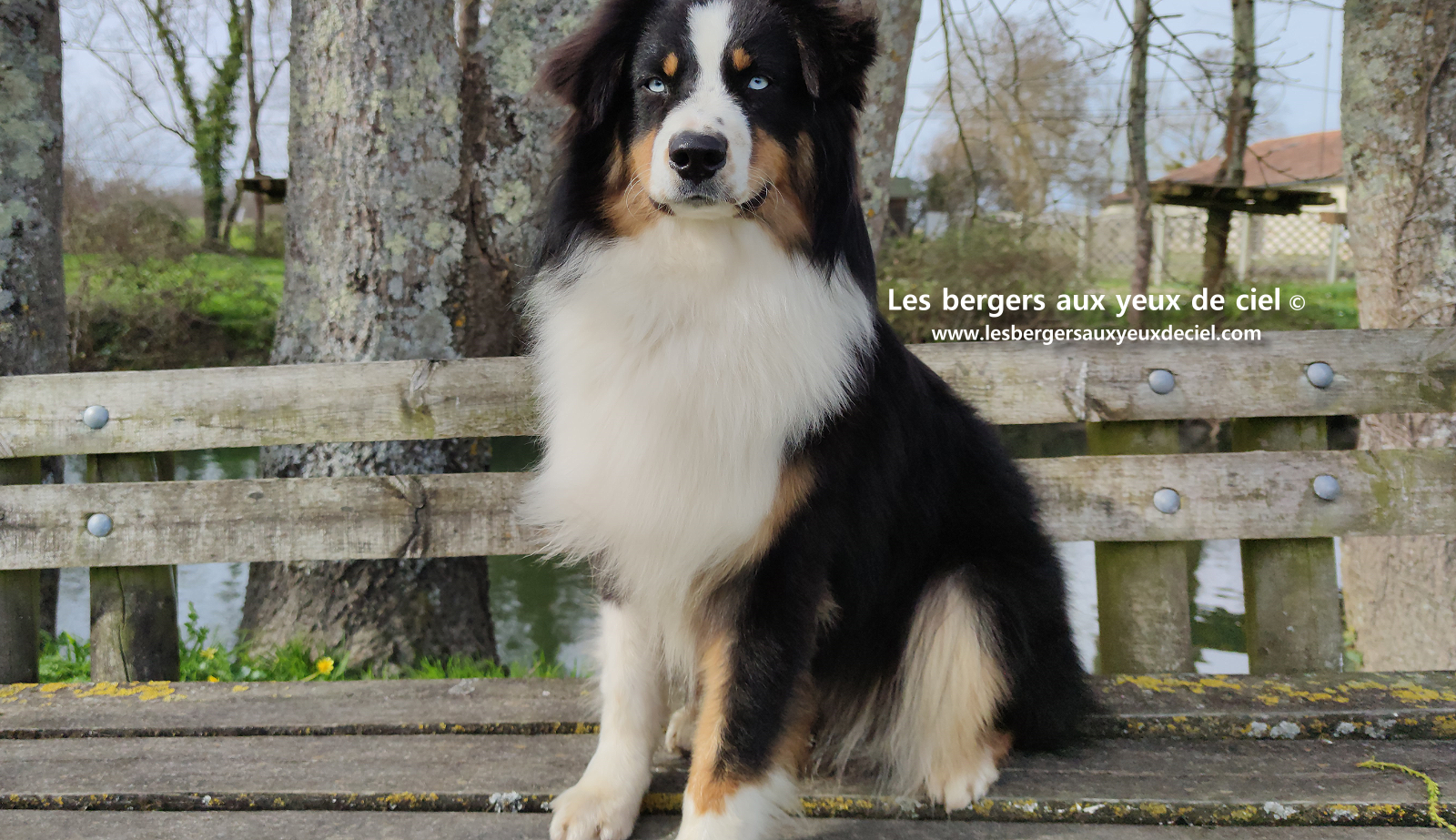 berger australien adulte noir tricolore aux yeux bleus