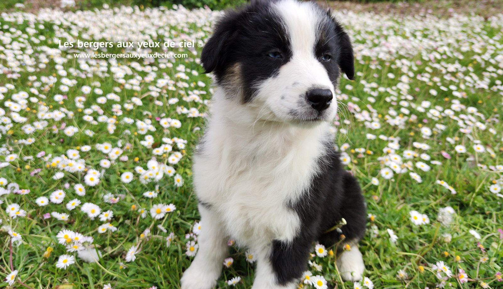 Chiot femelle berger australien noir tricolore aux yeux bleus